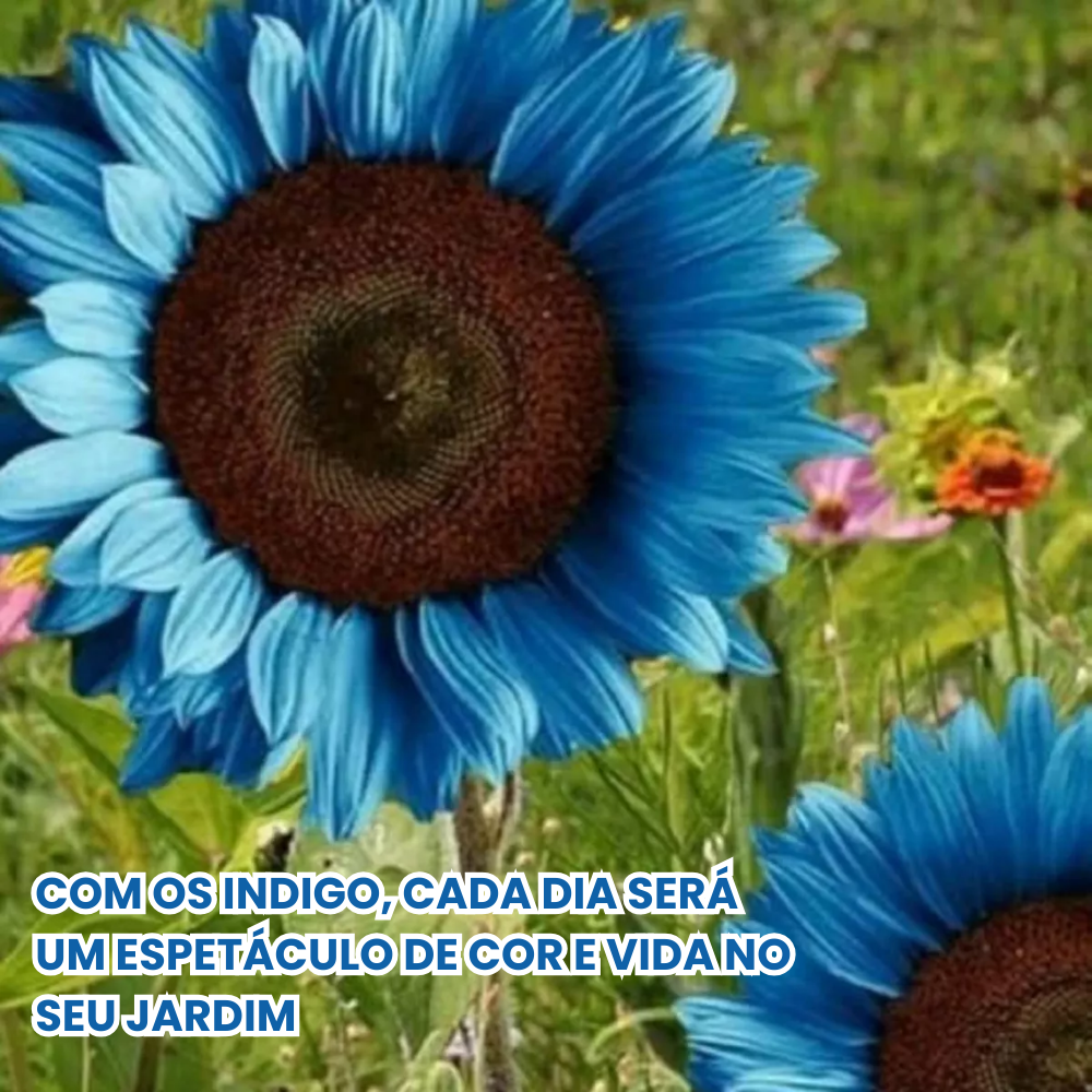 Índigo: Sementes de girassol azul