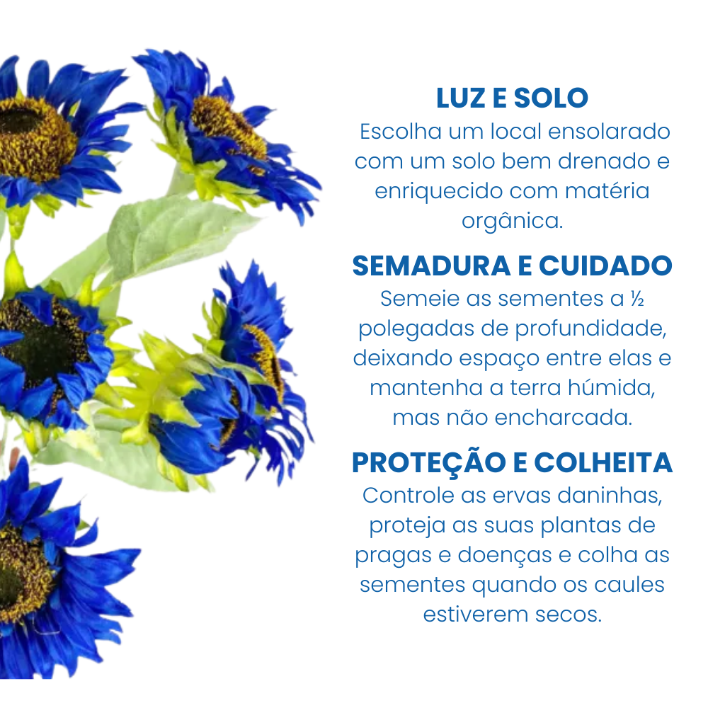Índigo: Sementes de girassol azul