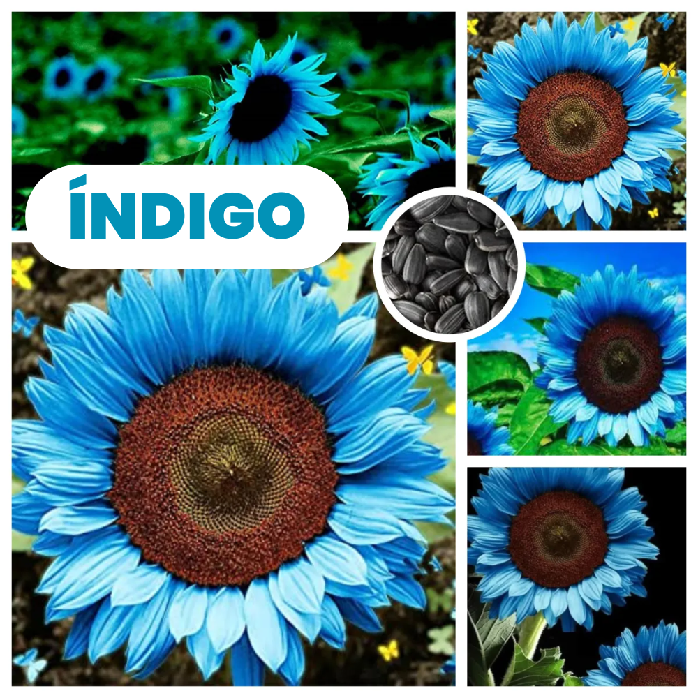 Índigo: Sementes de girassol azul
