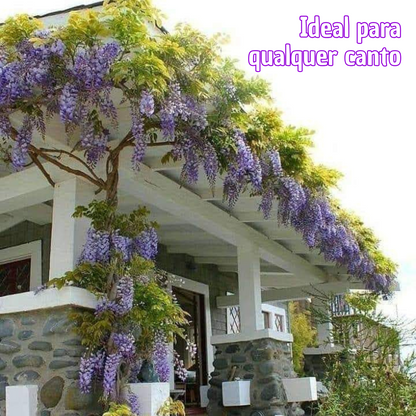 PurpleBlossom: Sementes de Glicínia Roxa