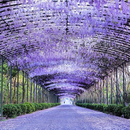 PurpleBlossom: Sementes de Glicínia Roxa