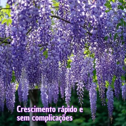 PurpleBlossom: Sementes de Glicínia Roxa
