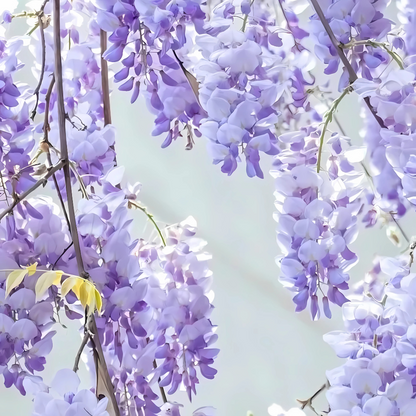 PurpleBlossom: Sementes de Glicínia Roxa