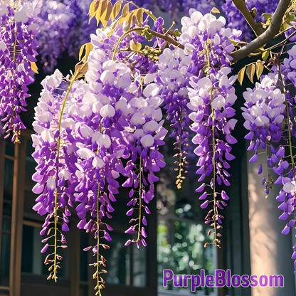 PurpleBlossom: Sementes de Glicínia Roxa