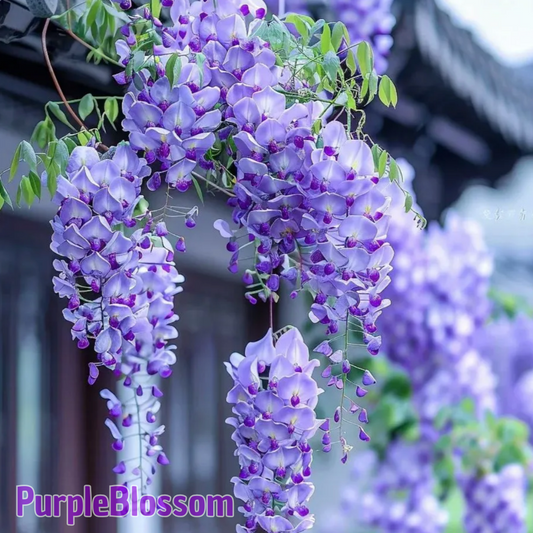 PurpleBlossom: Sementes de Glicínia Roxa