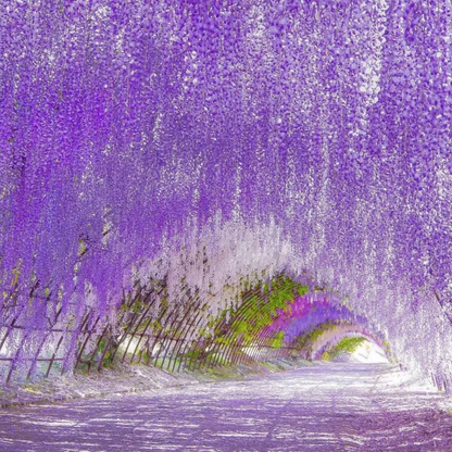 PurpleBlossom: Sementes de Glicínia Roxa