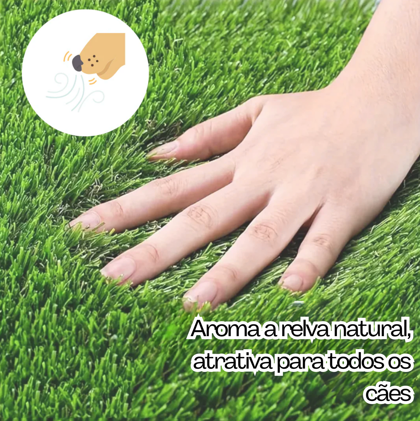 Pee Pad: Tapete sanitário para cães