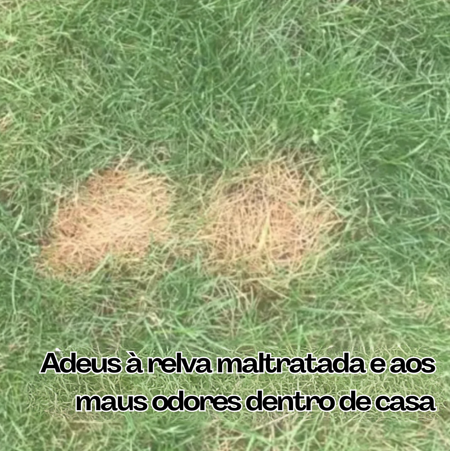 Pee Pad: Tapete sanitário para cães