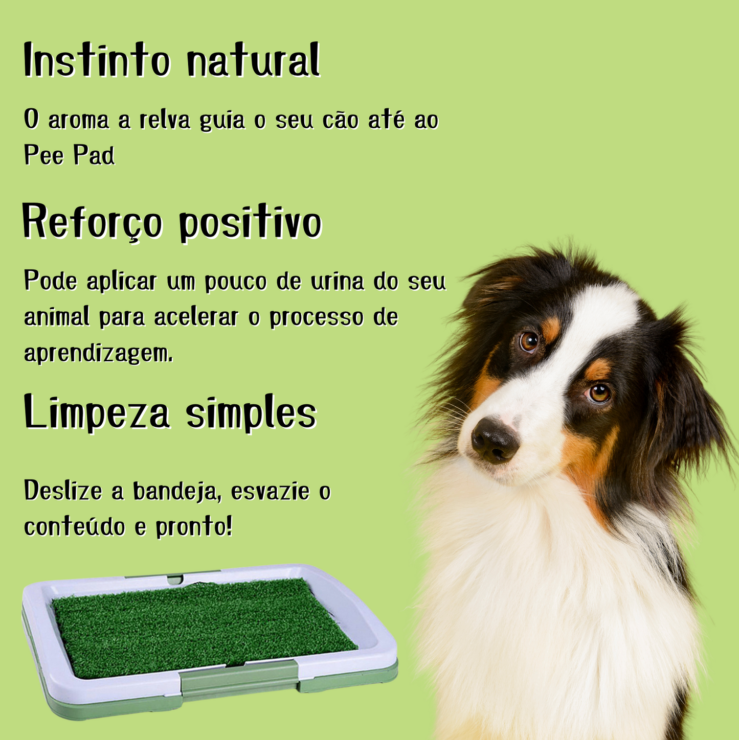 Pee Pad: Tapete sanitário para cães
