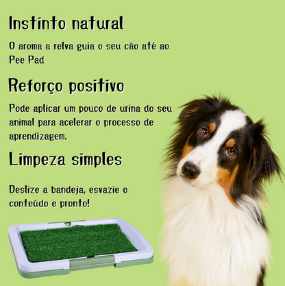 Pee Pad: Tapete sanitário para cães